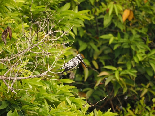 Pied Kingfisher