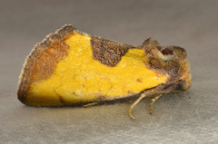 Stiria dyari