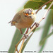 Red-browed Pardalote - Photo (c) Tom Tarrant, some rights reserved (CC BY-NC-SA)