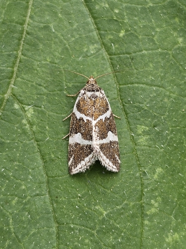 Silver barred