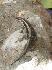 Trachylepis spilogaster