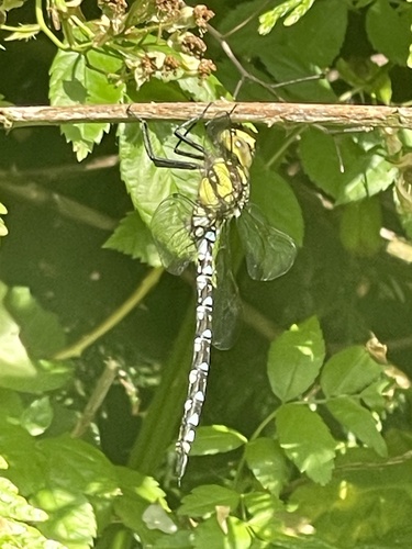 Southern Hawker