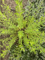 Monardella odoratissima odoratissima