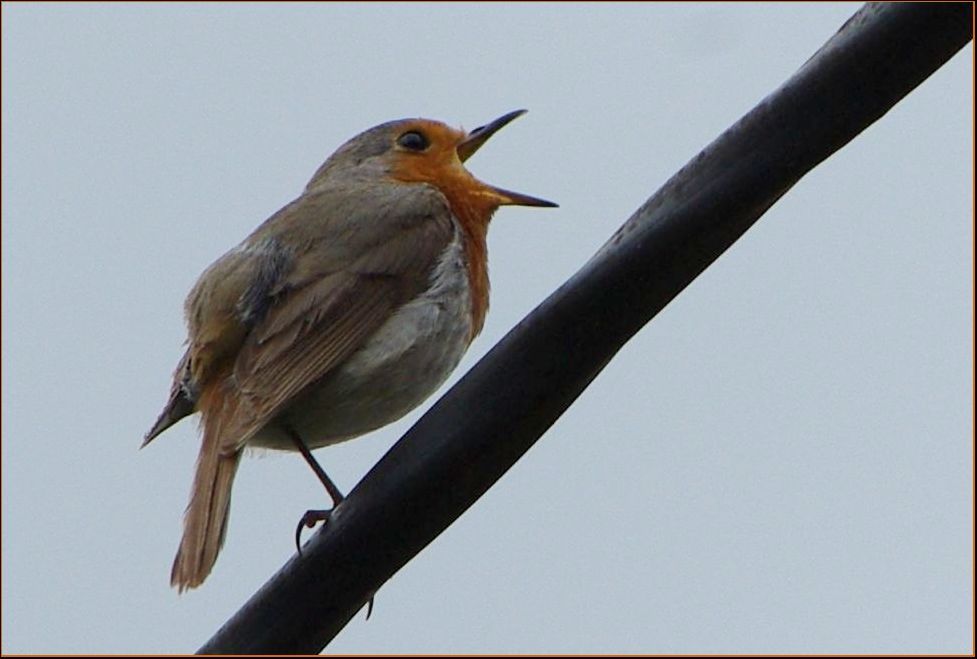 European Robin