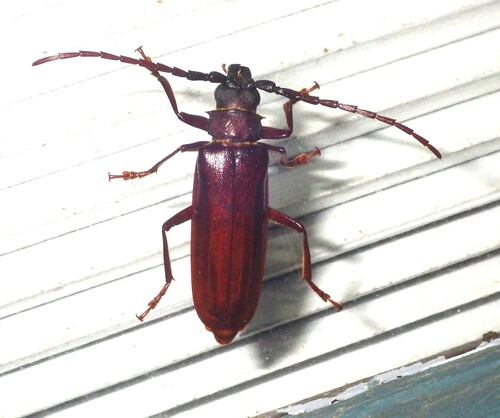 Brown Prionid
