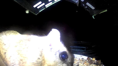 Humboldt's Flying Squirrel observed by cephalogoddess