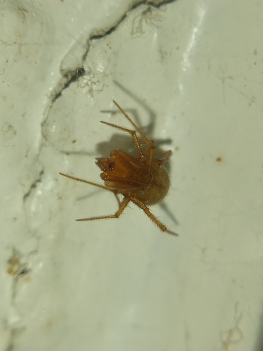 Red House Spider