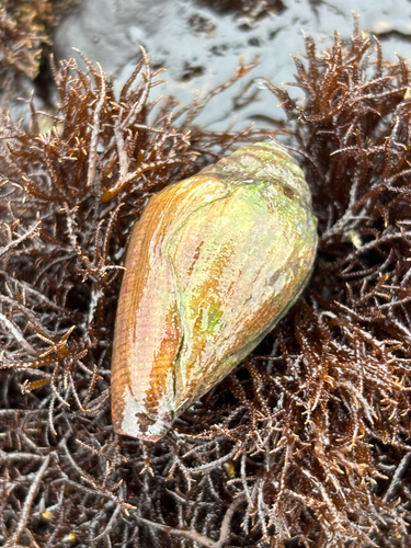 iNaturalist observation photo of California Cone