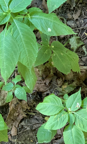 small balsam