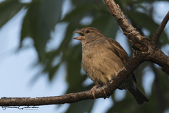 Passer domesticus