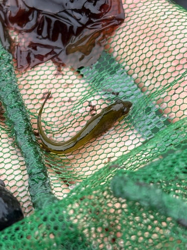 iNaturalist observation photo of Striped Kelpfish