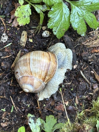Roman Snail