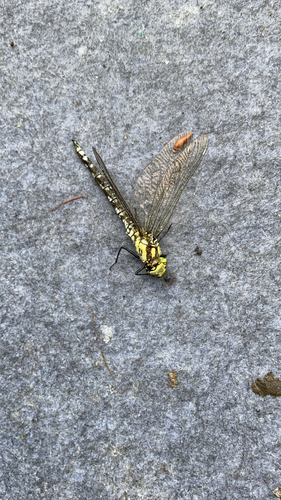 Southern Hawker