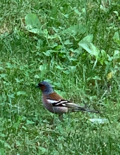 Common Chaffinch