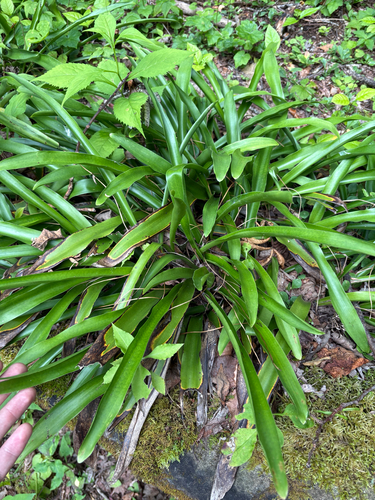 Carex fraseriana, photograph 6