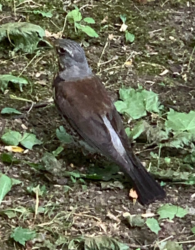 Fieldfare