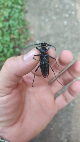 Great capricorn beetle
