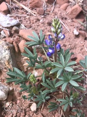 Lupinus pusillus