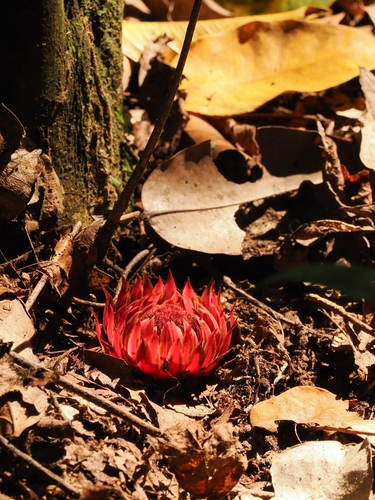 Ground Pineapple