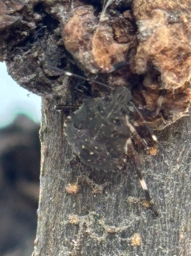 Brown Marmorated Stink Bug
