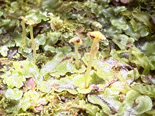 Wiesnerella denudata observed 2025-01-08