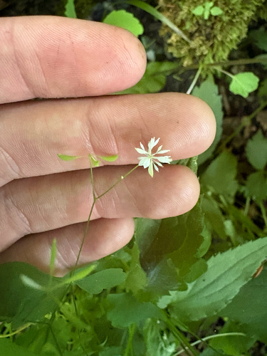 Thalictrum clavatum, photograph 1