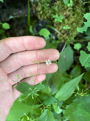 Thalictrum clavatum, photograph 2