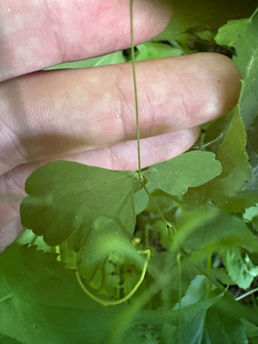 Thalictrum clavatum, photograph 3