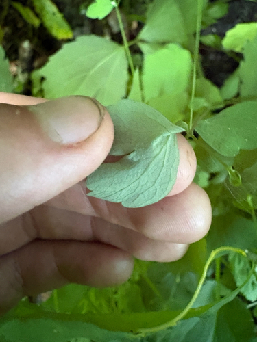 Thalictrum clavatum, photograph 4