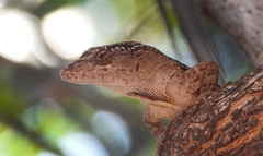 Anolis