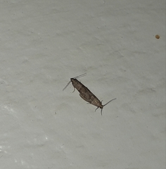 Lepidoptera