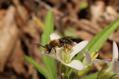 Andrena pruni