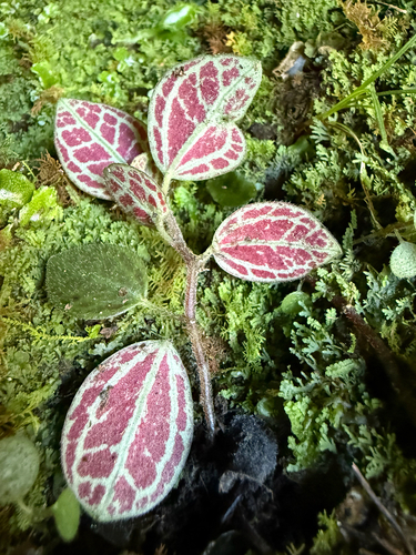Peperomia cookiana observed 2025-01-08