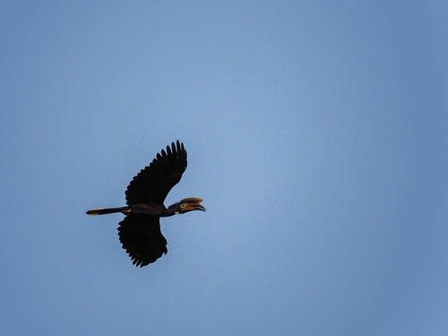 Black-casqued Hornbill