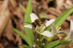 Andrena pruni