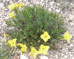 Oenothera lavandulifolia