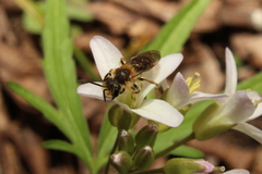 Andrena pruni