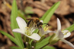 Andrena pruni