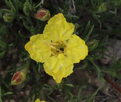 Oenothera lavandulifolia