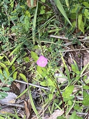 Oenothera rosea