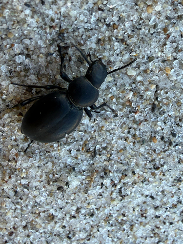 Tentyria rotundata mittrei
