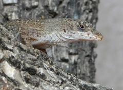 Anolis