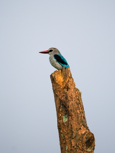 Woodland Kingfisher