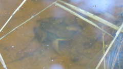 Lithobates sylvaticus image