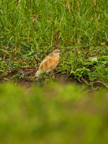 Squacco Heron