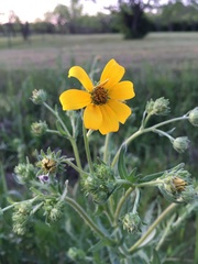 Engelmannia peristenia