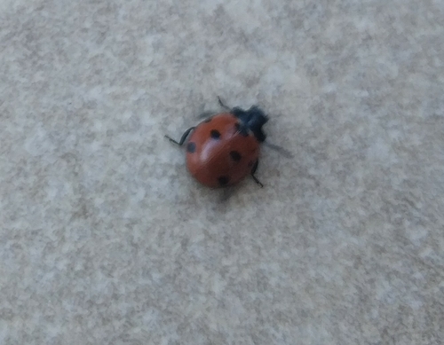 Seven-spotted Lady Beetle