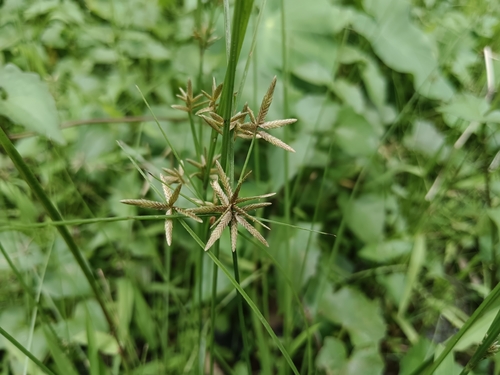 Cyperus flavidus observed 2026-07-02
