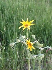 Engelmannia peristenia