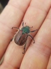 Paracotalpa granicollis